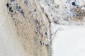 Trusted Brinckerhoff, NY Mold Removal & Remediation Experts